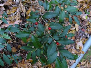 ニセジュズネノキ